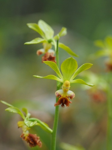 Calanthe tricarinata, photograph 2
