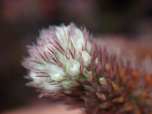 Trifolium arvense observed 2026-08-21