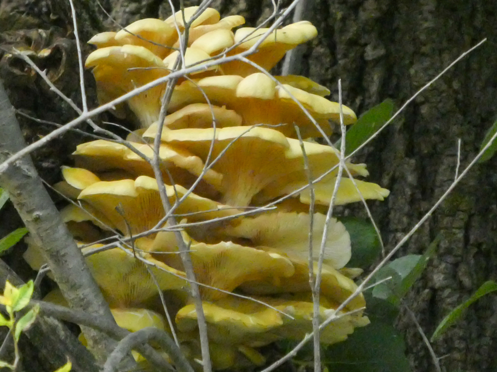 Golden Oyster Mushroom · August 2026 · photo: Photo: (c) sofi v, some rights reserved (CC BY) · iNaturalist