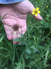 Geum urbanum
