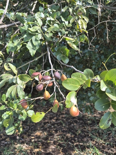 Langsdorf's Copaifera