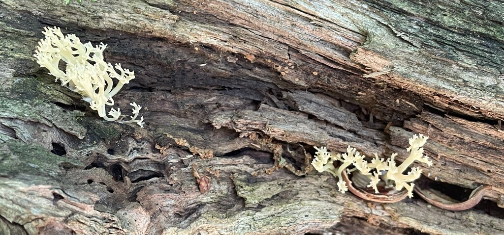 crown-tipped coral fungus · August 2026 · photo: Photo: (c) Henry Van T. Cotter, some rights reserved (CC BY) · iNaturalist