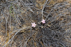 Oxalis giftbergensis