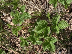 Rubus saxatilis