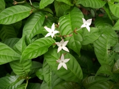 Palicourea domingensis