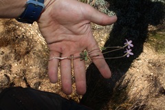 Oxalis giftbergensis