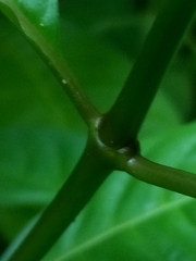 Palicourea domingensis