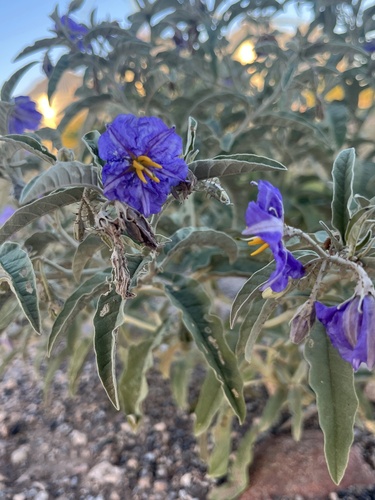 silverleaf nightshade