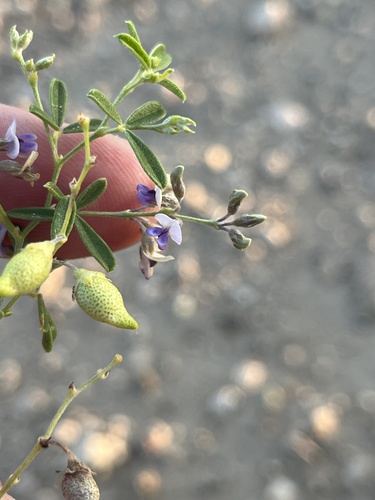Slimflower Scurfpea