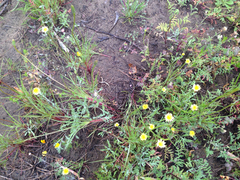 Agoseris apargioides