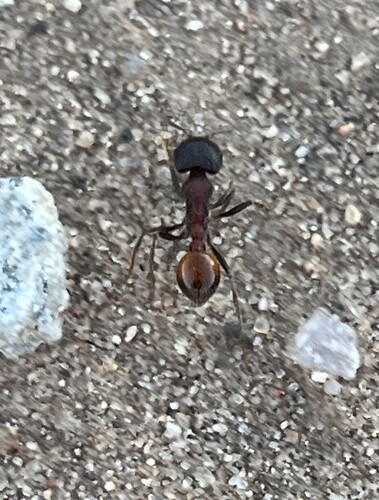 Rough Harvester Ant