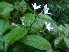 Palicourea domingensis