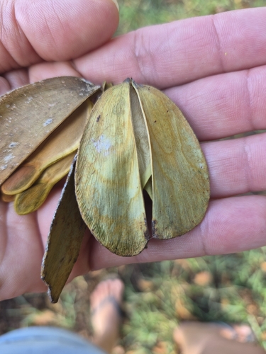 Medicine Vine