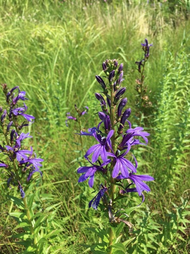 Lobelia sessilifolia, photograph 1