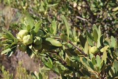 Hyaenanche globosa