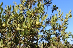 Hyaenanche globosa