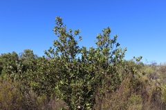 Hyaenanche globosa