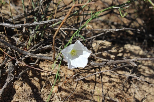 Image of Convolvulus capensis by (c) Brian du Preez, some rights reserved (CC BY-SA)