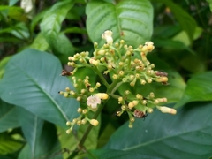 Palicourea pubescens