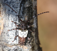 Pogonocherus hispidulus
