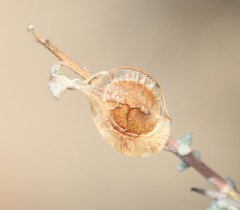 Wiborgia sericea