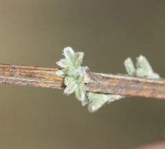 Wiborgia sericea