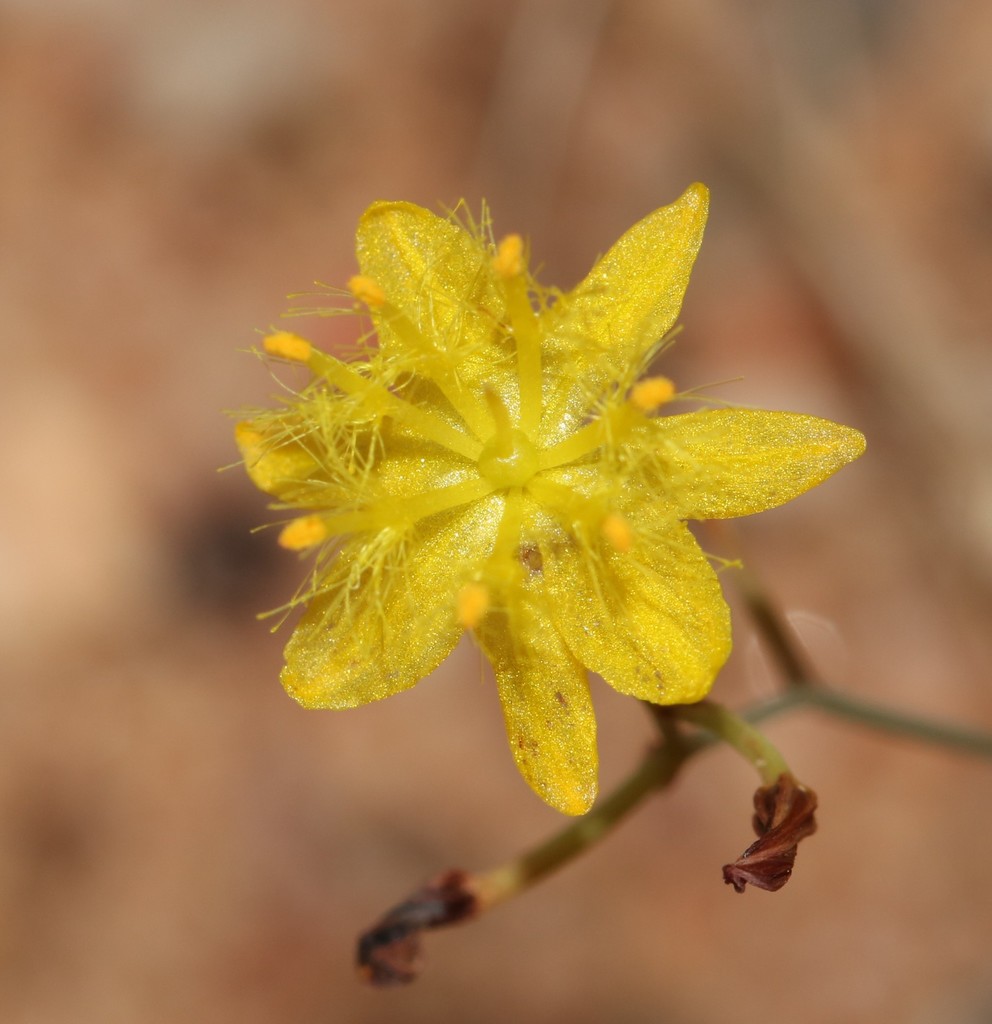Bulbine flexuosa, Gifberg