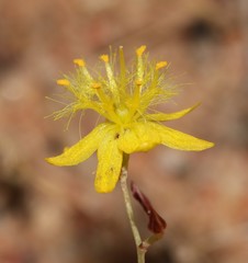 Bulbine flexuosa