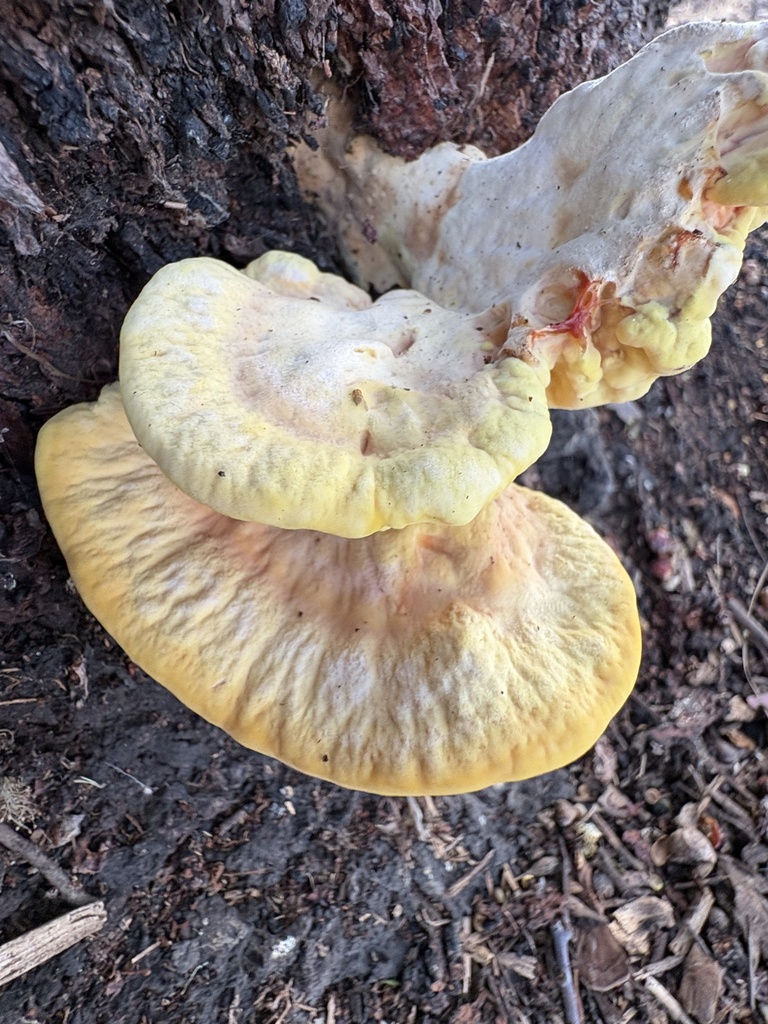 Western Hardwood Sulphur Shelf · August 2026 · photo: Photo: (c) lmarino, some rights reserved (CC BY) · iNaturalist