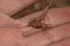 Bulbine flexuosa