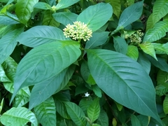 Palicourea pubescens