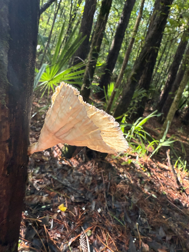 Cymatoderma caperatum observed 2026-08-21