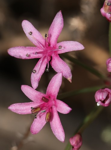Image of Star Sambreeltjie by (c) Brian du Preez, some rights reserved (CC BY-SA)