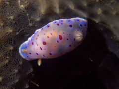 Goniobranchus thompsoni