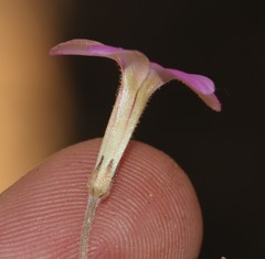 Oxalis giftbergensis