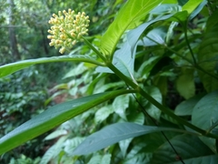 Palicourea pubescens