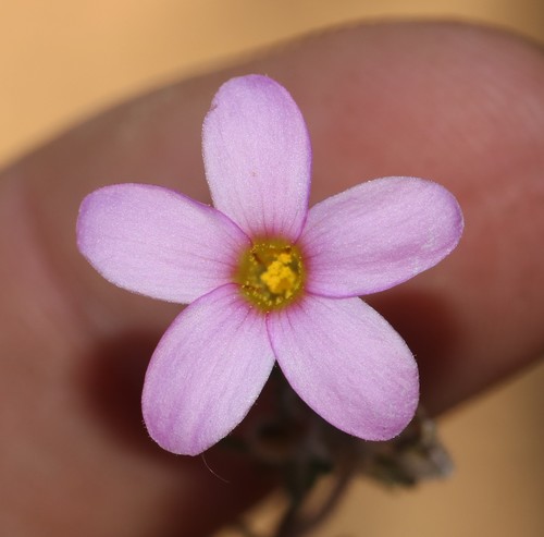 Oxalis giftbergensis (Oxalis giftbergensis)
