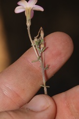Oxalis giftbergensis
