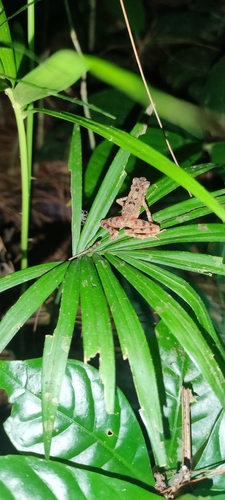 Leptophryne borbonica observed 2026-08-22