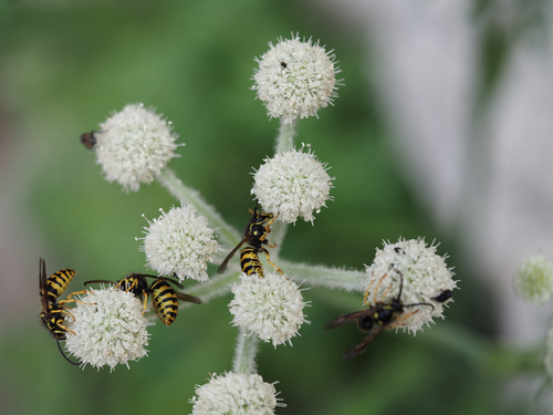iNaturalist observation photo of Aerial Yellowjackets