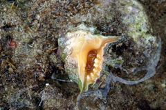 Drupina grossularia