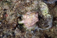 Drupina grossularia
