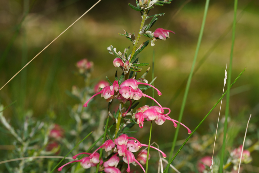 Grevillea lavandulacea; photograph (c) Kym Nicolson, some rights reserved (CC BY)