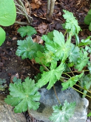 Geranium macrorrhizum