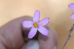 Oxalis giftbergensis