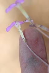 Oxalis giftbergensis