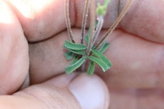 Oxalis giftbergensis
