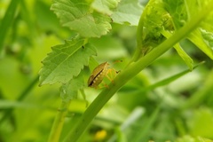 Peribalus strictus strictus