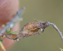 Aspalathus acuminata acuminata
