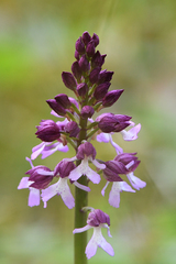 Orchis × hybrida
